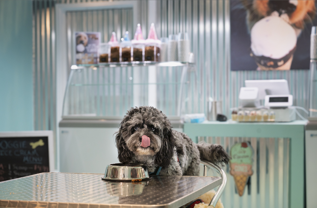Dog Ice Cream Mix - Healthy Dog Treats- Dog Ice Cream Birthday (Bacon)