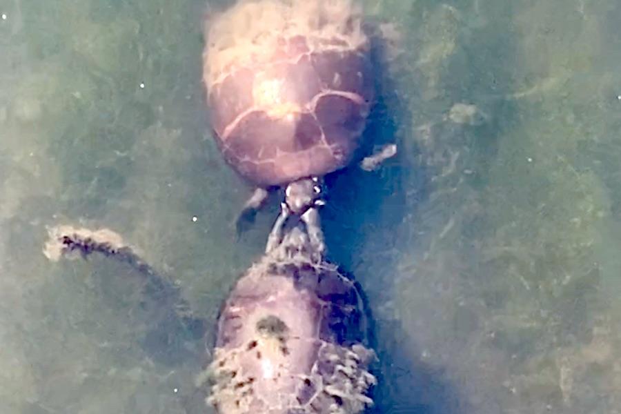 one turtle slapping another -- a precursor to turtle sex -- at Heinz Wildlife Refuge