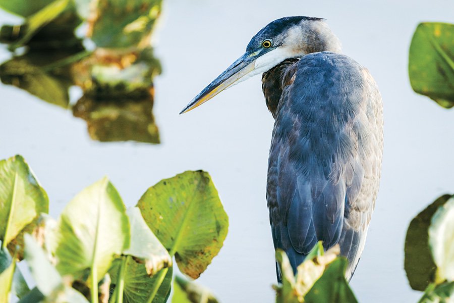 bird watching