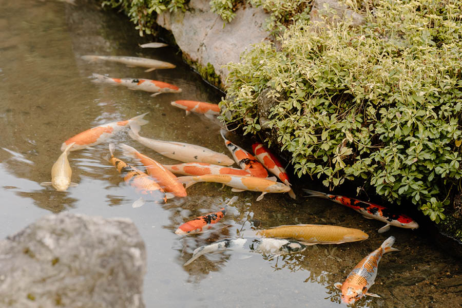 koi