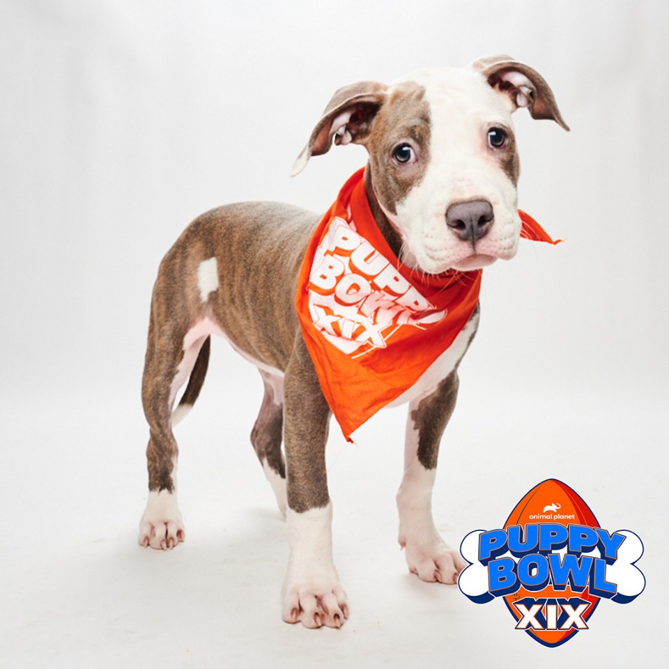 Meet This Year's Philly-Area Puppy Bowl Contestants