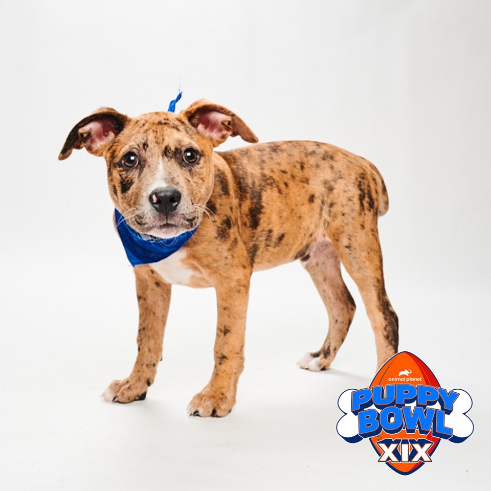 Meet The Philly-Area Shelter Dogs In Puppy Bowl XIX