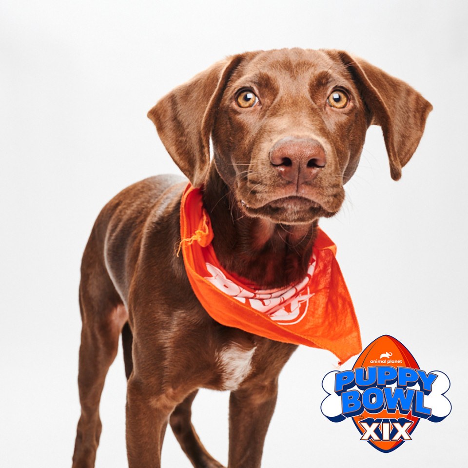 Meet This Year's Philly-Area Puppy Bowl Contestants