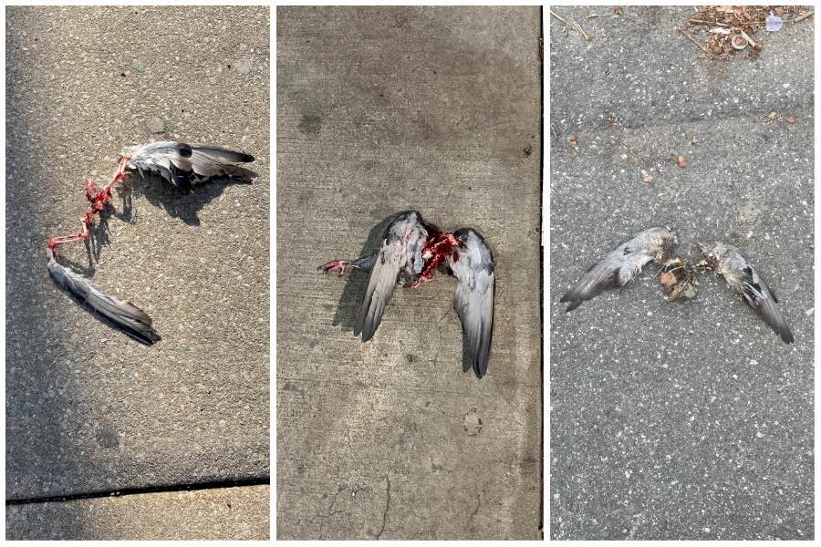 three photos of disembodied pigeons on the streets of philadelphia