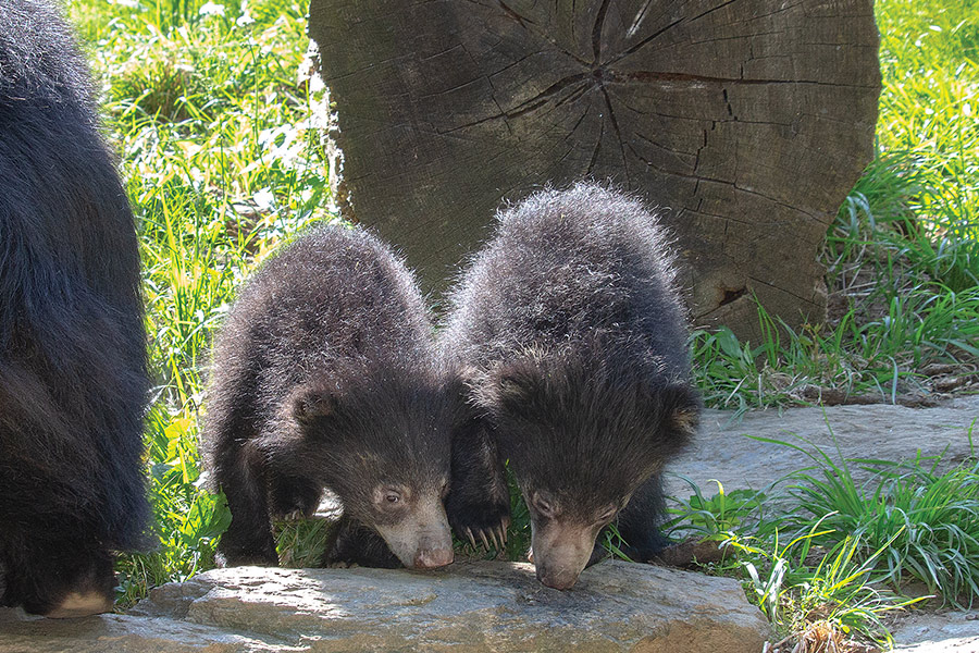 sloth bear cubs philadelphia zoo