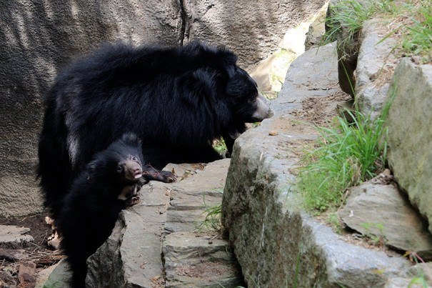 Sloth Bear Cubs Debut at the Philadelphia Zoo — and They Need Names