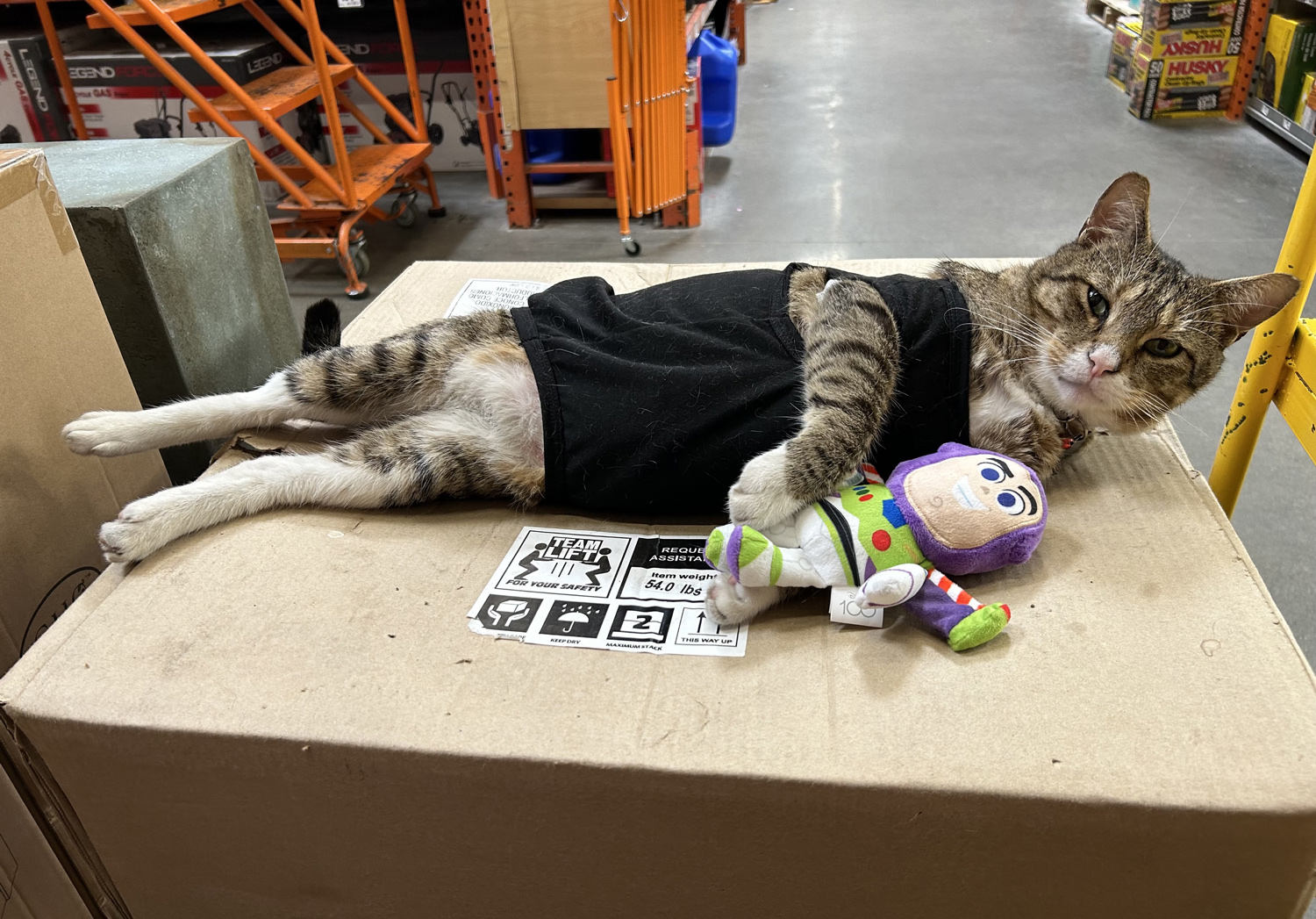 Meet the TikTok-Famous Cat Living in a Mount Laurel Home Depot