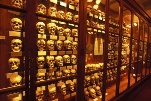 A collection of skulls at the Mutter Museum, site of a controversy over human remains