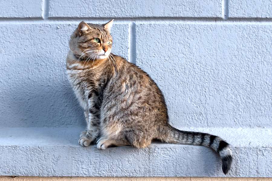 a feral cat like one that a Philadelphia-area animal shelter will neuter after naming it after your ex-boyfriend in their Valentine's Day promotion 