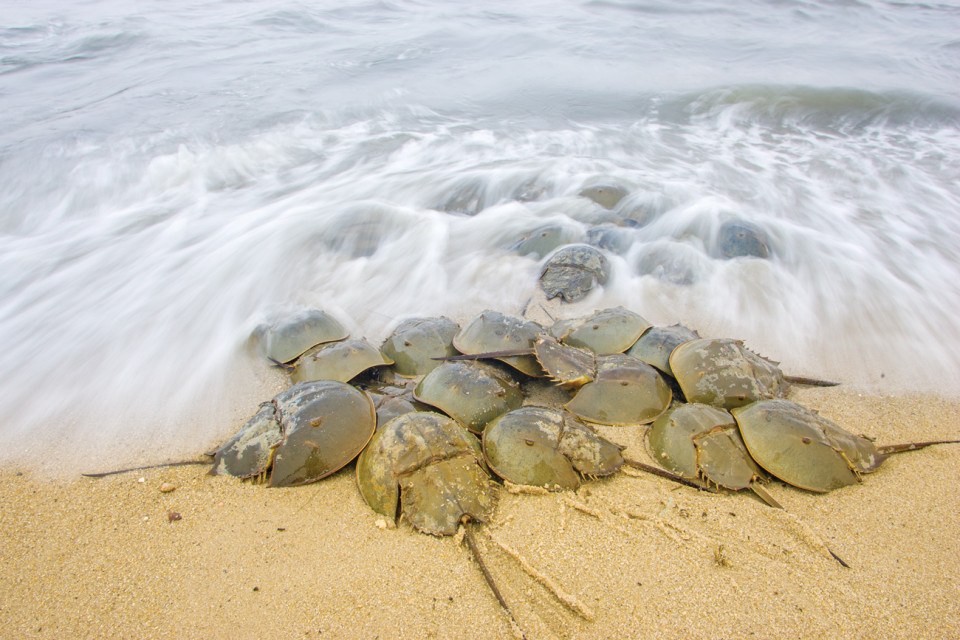 Horseshoe crabs