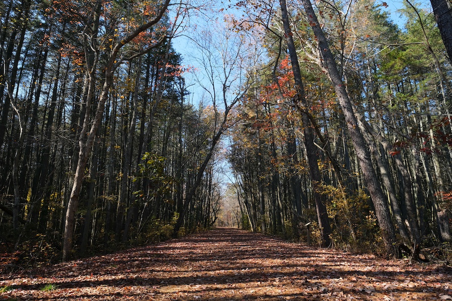 wharton state forest hiking trail