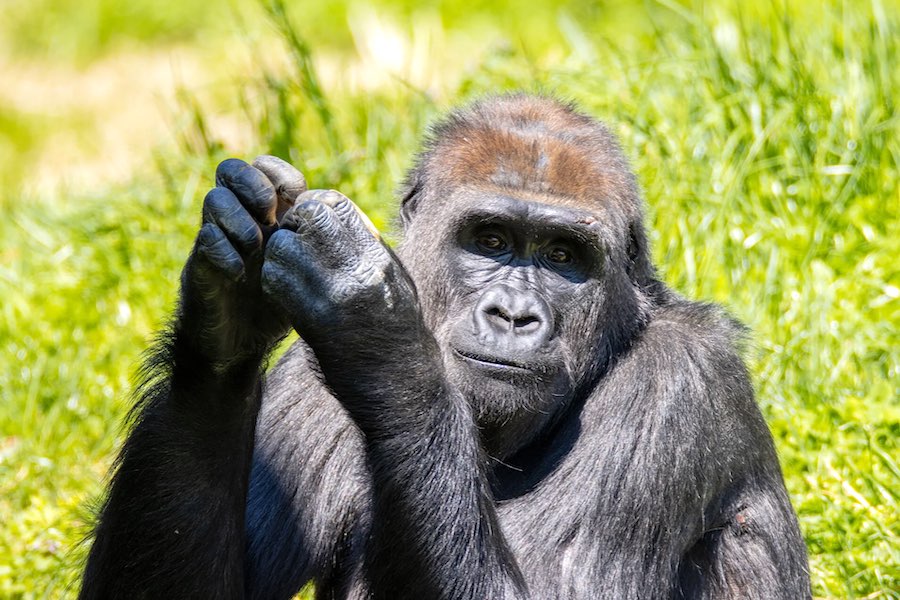 Meet Patty, a western lowland gorilla that's one of the new animals at the Philadelphia Zoo