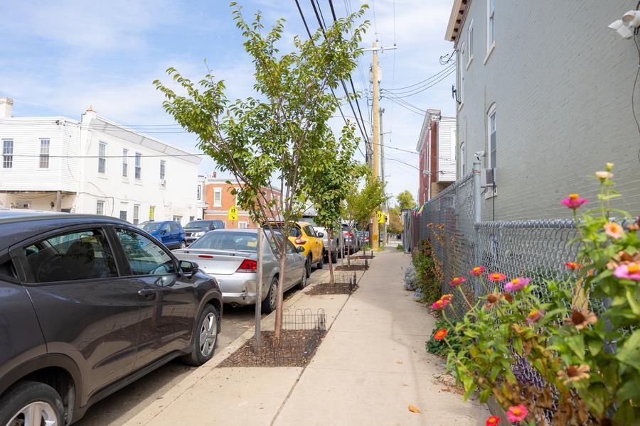 sidewalk trees planted along a city street free street trees philadelphia