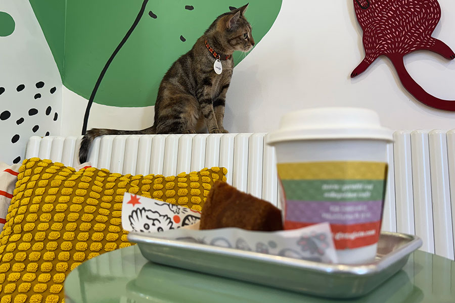 Get a Gato cat cafe in Philadelphia