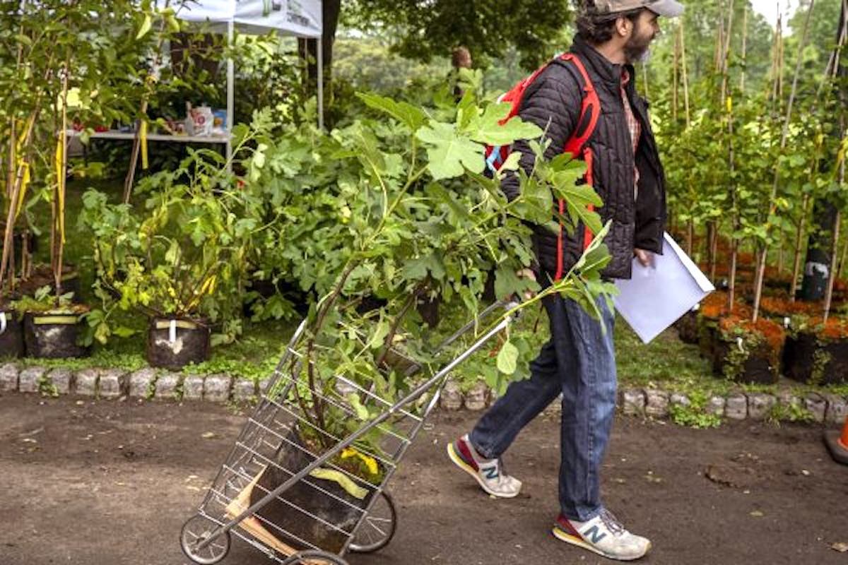 The City of Philadelphia wants to give you a free tree. (Photo courtesy City of Philadelphia)