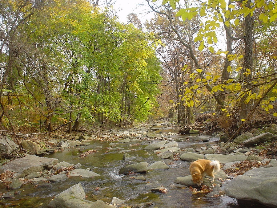 cobbs creek