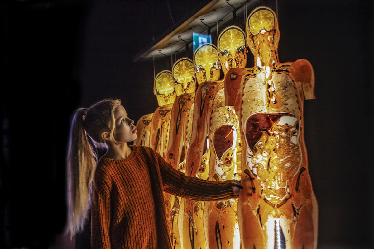 A promotion image from the "Body Worlds: VITAL" exhibit at the Franklin Institute in Philadelphia