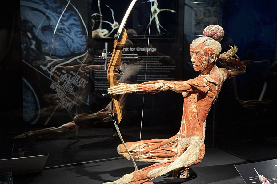 Inside the Franklin Institute’s Stunning New “Body Worlds” Exhibit