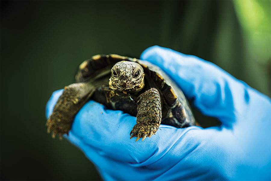 How Two Philadelphia Tortoises Stole Our Hearts
