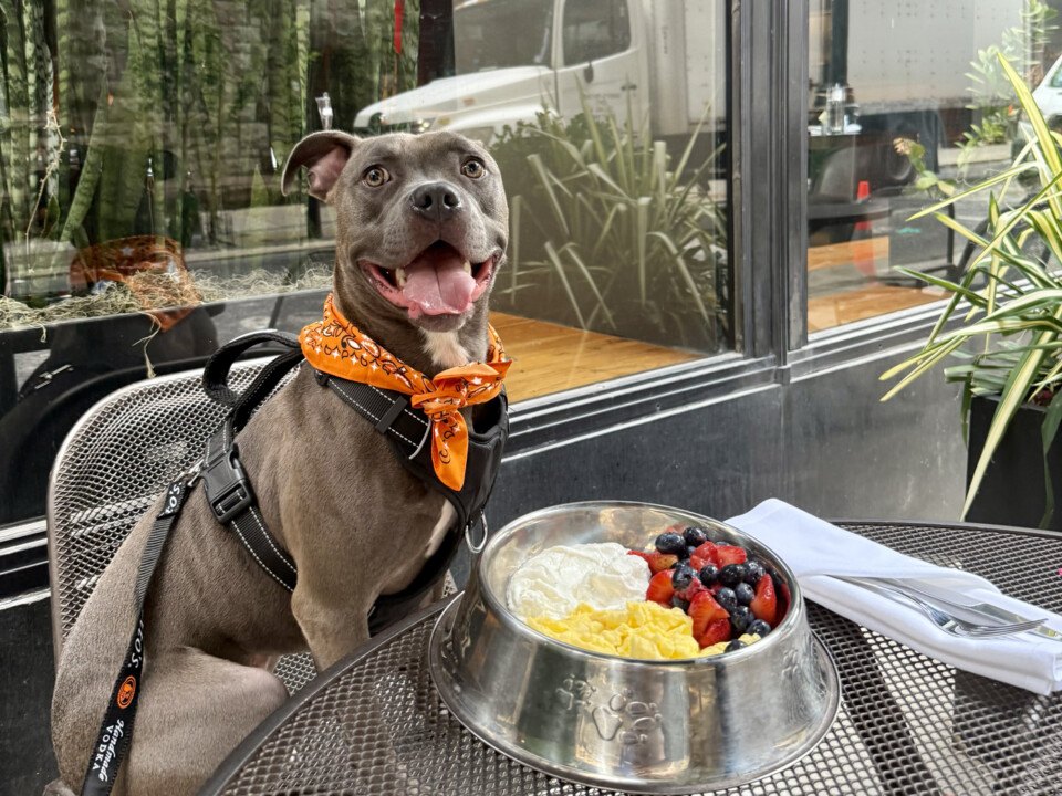 dog friendly restaurants philadelphia