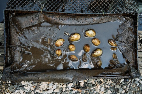 Can Mussels Save Philadelphia’s Waterways?