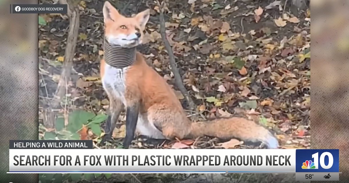 Broomall Fox Rescued, Robbed, and Released