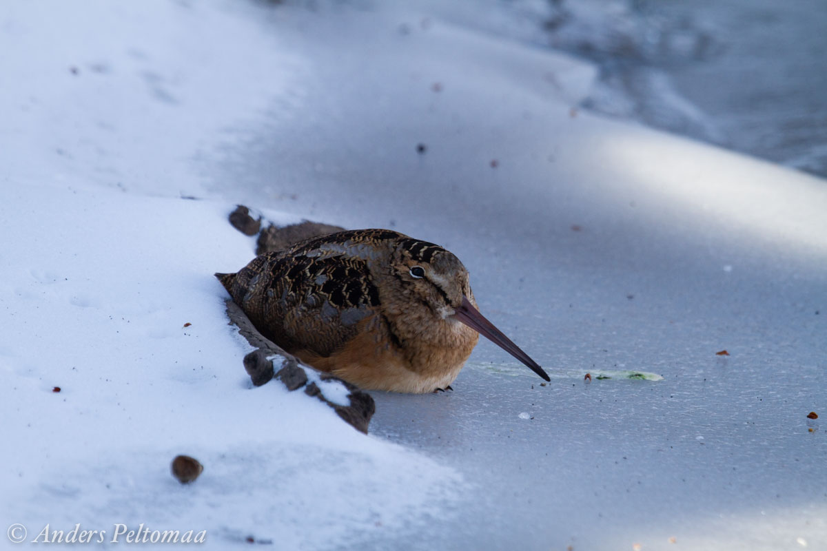 An American Woodcock in the snow (photo by Anders Peltomaa via Creative Commons/Flickr)