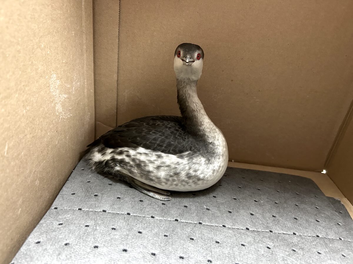 A rescued bird at the Schuylkill Center for Environmental Education after Philadelphia weather delivered a snowstorm last week 
