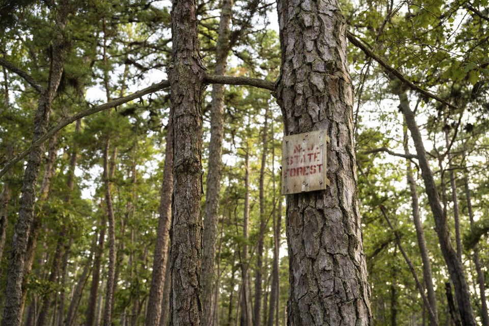 Pine Barrens nj new jersey