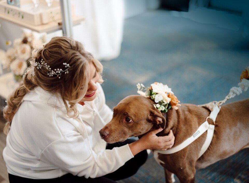 pet dog at wedding