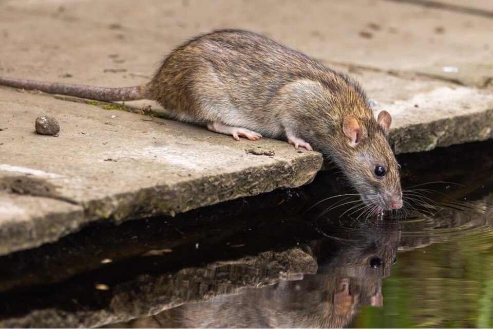 A rat like the ones in Philadelphia PETA wants us to stop poisoning